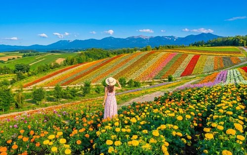 TOUR 6N5Đ HOKKAIDO - ASAHIKAWA - SAPPORO - NOBORIBETSU